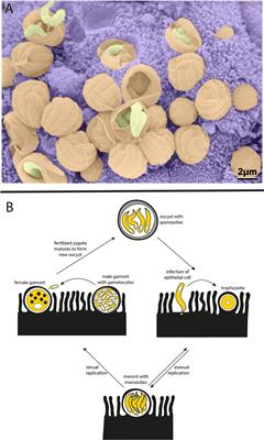 Crypto-Currency: Investing in New Models to Advance the Study of Cryptosporidium Infection and Immunity